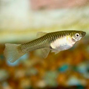 Poecilia ret.   Guppy endler vrouw L